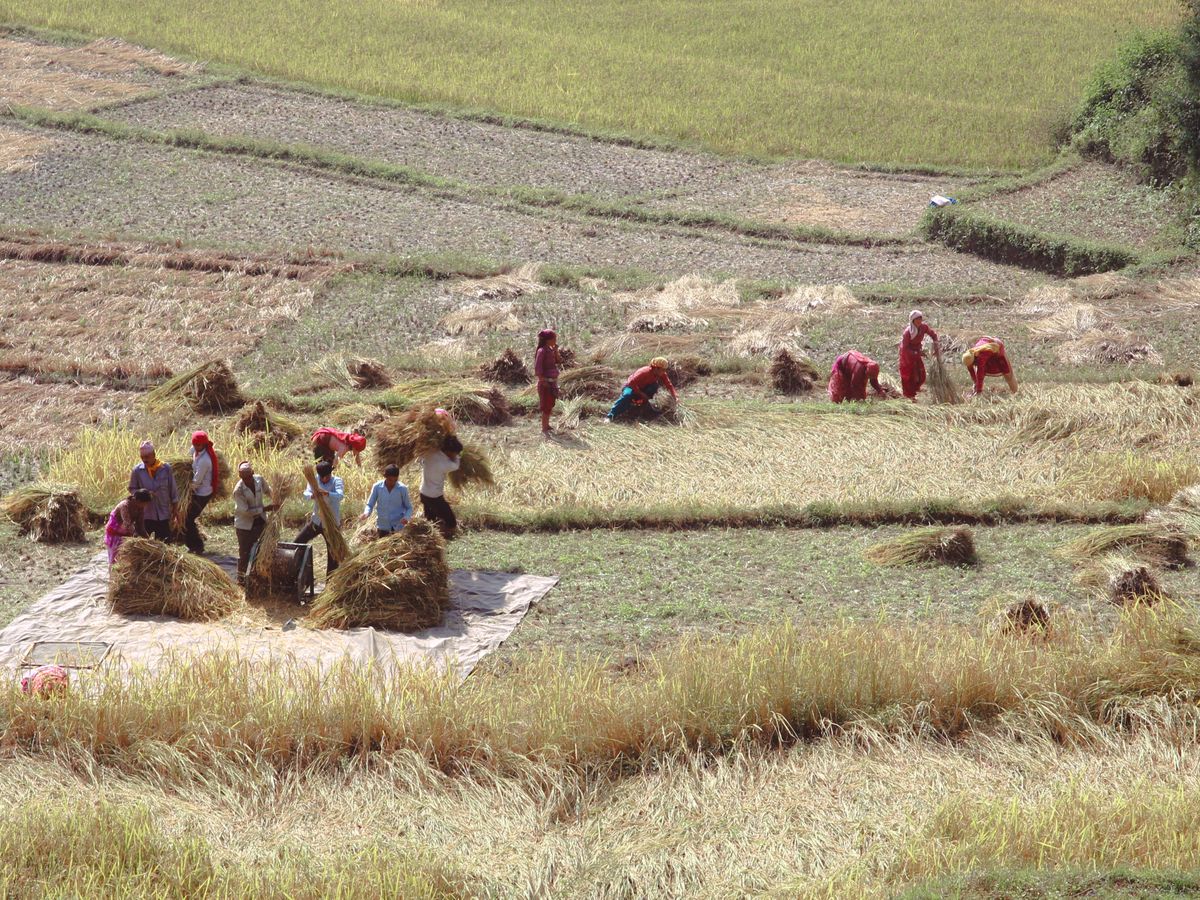 Farmers harvesting crops in an agricultural field